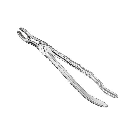Extracting forceps, anat.